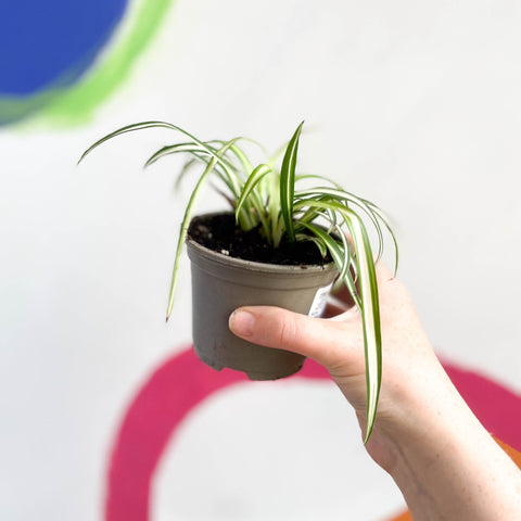 Spider Plant - Chlorophytum comosum 'Variegatum' - British Grown - Sprouts of Bristol