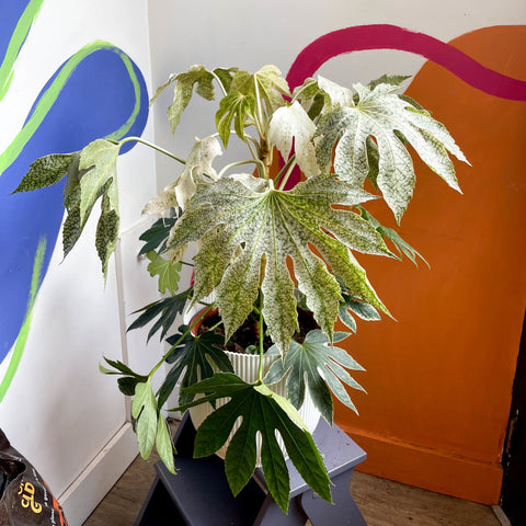 Spiders Web Paper Plant - Fatsia japonica variegata - Sprouts of Bristol