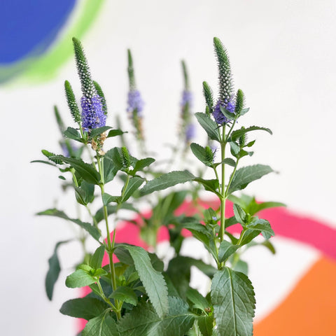 Spiked Speedwells - Veronica spicata - Sprouts of Bristol