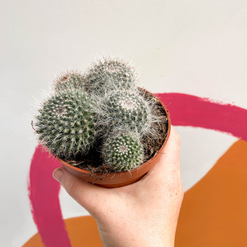 Spiny Pincushion Cactus - Mammillaria spinosissima - Sprouts of Bristol