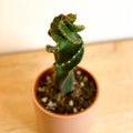 Spiral Cactus - Cereus jamacaru 'Spiralis' - Sprouts of Bristol