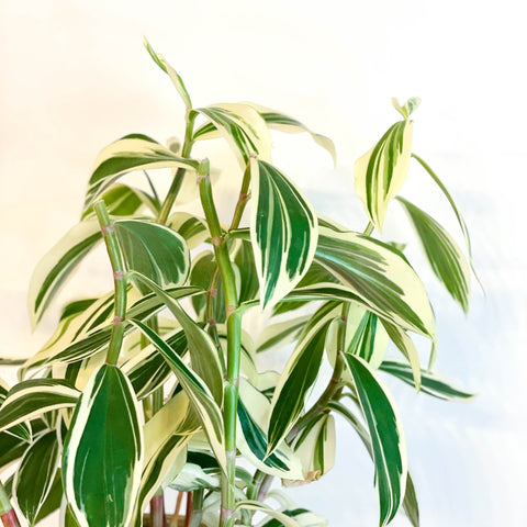 Spiral Ginger - Costus arabicus 'Variegata' - Sprouts of Bristol
