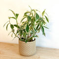 Spiral Ginger - Costus arabicus 'Variegata' - Sprouts of Bristol