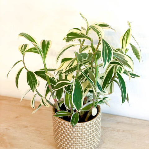 Spiral Ginger - Costus arabicus 'Variegata' - Sprouts of Bristol
