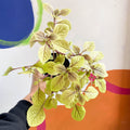 Spurflower - Plectranthus ciliatus 'Easy Gold' - Welsh Grown - Sprouts of Bristol