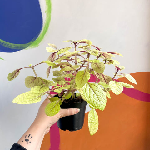 Spurflower - Plectranthus ciliatus 'Easy Gold' - Welsh Grown - Sprouts of Bristol