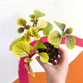 Spurflower - Plectranthus 'Easy Gold' - Welsh Grown - Sprouts of Bristol