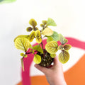Spurflower - Plectranthus 'Easy Gold' - Welsh Grown - Sprouts of Bristol