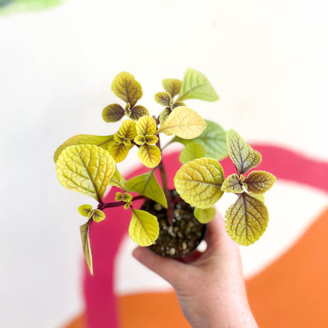 Spurflower - Plectranthus 'Easy Gold' - Welsh Grown - Sprouts of Bristol