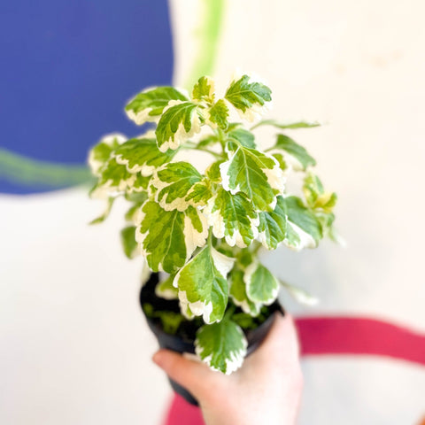 Spurflower - Plectranthus madagascariensis 'Lynne' - Welsh Grown - Sprouts of Bristol