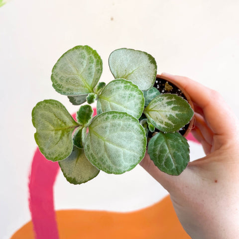 Spurflower - Plectranthus oertendahlii - Welsh Grown - Sprouts of Bristol