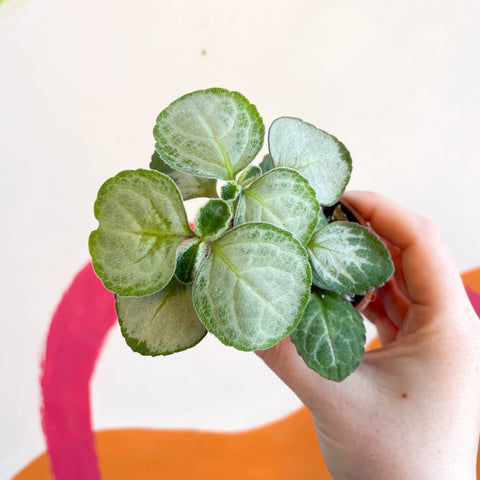 Spurflower - Plectranthus oertendahlii - Welsh Grown - Sprouts of Bristol