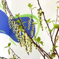 Stachyurus chinensis 'Celina' - Deciduous Shrub - Sprouts of Bristol