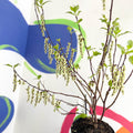 Stachyurus chinensis 'Celina' - Deciduous Shrub - Sprouts of Bristol