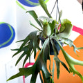 Staghorn Fern - Platycerium bifurcatum - Sprouts of Bristol