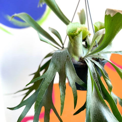Staghorn Fern - Platycerium bifurcatum - Sprouts of Bristol