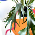 Staghorn Fern - Platycerium bifurcatum - Sprouts of Bristol