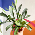 Staghorn Fern - Platycerium bifurcatum - Sprouts of Bristol