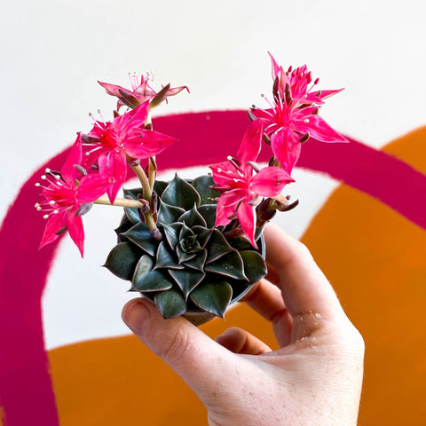 Stonecrop - Graptopetalum bellum - Sprouts of Bristol