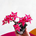 Stonecrop - Graptopetalum bellum - Sprouts of Bristol