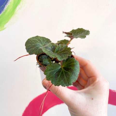 Strawberry Begonia - Saxifraga stolonifera - Welsh Grown - Sprouts of Bristol