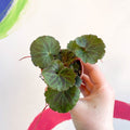 Strawberry Begonia - Saxifraga stolonifera - Welsh Grown - Sprouts of Bristol