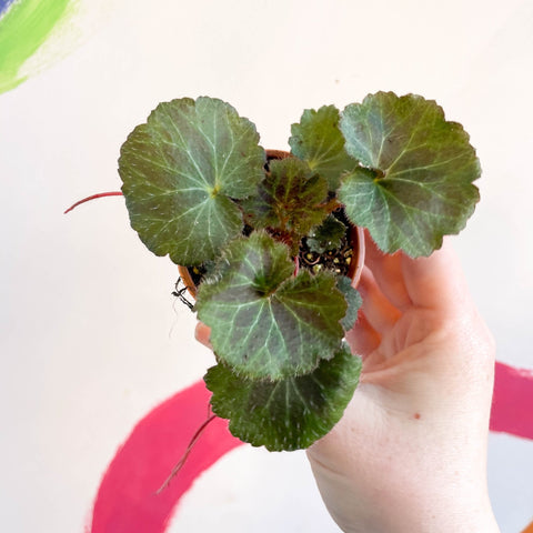 Strawberry Begonia - Saxifraga stolonifera - Welsh Grown - Sprouts of Bristol