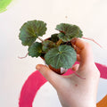 Strawberry Begonia - Saxifraga stolonifera - Welsh Grown - Sprouts of Bristol