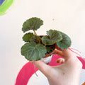 Strawberry Begonia - Saxifraga stolonifera - Welsh Grown - Sprouts of Bristol