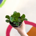 Strawberry - Fragaria × ananassa 'Ruby Ann' - British Grown - Sprouts of Bristol
