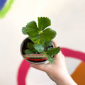 Strawberry - Fragaria × ananassa 'Ruby Ann' - British Grown - Sprouts of Bristol