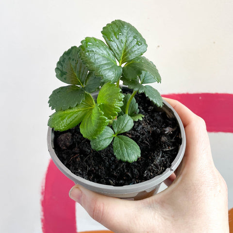Strawberry - Fragaria x ananassa 'Montana' - British Grown - Sprouts of Bristol