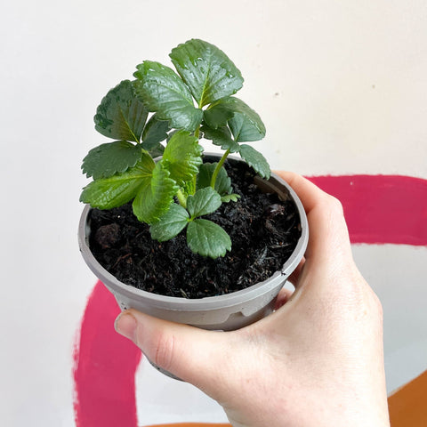 Strawberry - Fragaria x ananassa 'Montana' - British Grown - Sprouts of Bristol