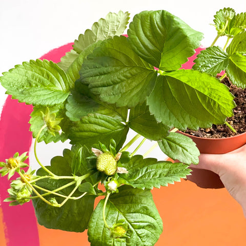 Strawberry Plant - Fragaria 'Delizz' - Sprouts of Bristol