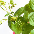 Strawberry Plant - Fragaria 'Delizz' - Sprouts of Bristol