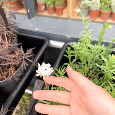 Strawflower - Xerochrysum bracteatum - Bristol Grown - Sprouts of Bristol