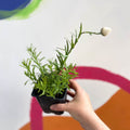 Strawflower - Xerochrysum bracteatum - Bristol Grown - Sprouts of Bristol