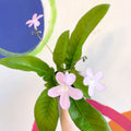 Streptocarpus ionantha 'Gloria' - Welsh Grown - Sprouts of Bristol