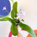 Streptocarpus ionantha 'Gloria' - Welsh Grown - Sprouts of Bristol