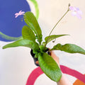 Streptocarpus ionantha 'Gloria' - Welsh Grown - Sprouts of Bristol