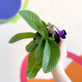 Streptocarpus ionantha 'Targa Fleischle' - Welsh Grown - Sprouts of Bristol