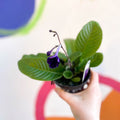 Streptocarpus ionantha 'Targa Fleischle' - Welsh Grown - Sprouts of Bristol