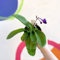 Streptocarpus ionantha 'Targa Fleischle' - Welsh Grown - Sprouts of Bristol
