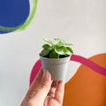 Streptocarpus ‘Pretty Turtle’ - Sprouts Grown By Us - Sprouts of Bristol