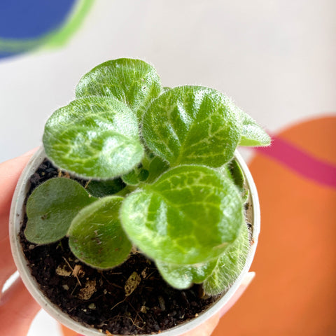 Streptocarpus ‘Pretty Turtle’ - Sprouts Grown By Us - Sprouts of Bristol