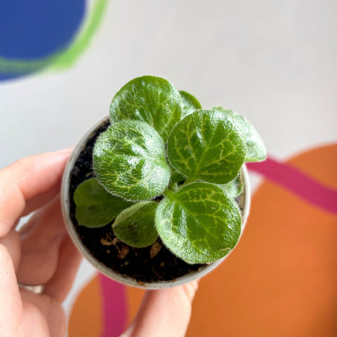 Streptocarpus ‘Pretty Turtle’ - Sprouts Grown By Us - Sprouts of Bristol