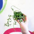 String of Dolphins - Senecio peregrinus - Sprouts of Bristol