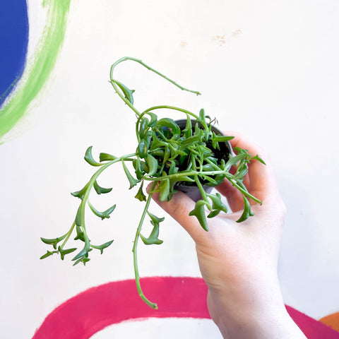 String of Dolphins - Senecio peregrinus - Sprouts of Bristol
