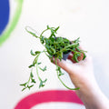 String of Dolphins - Senecio peregrinus - Sprouts of Bristol