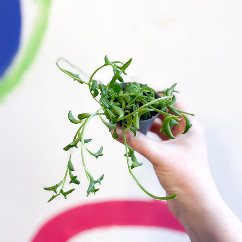 String of Dolphins - Senecio peregrinus - Sprouts of Bristol